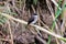 Swamp flycatcher on a branch