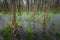 Swamp in the forest in eastern Poland