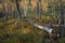 Swamp forest with fallen trees, autumn foliage, fall background, Dubrava marsh reserve Lithuania