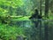 Swamp in forest. Fresh spring green color. Bended branches above water, reflection in water level, stalks of herbs