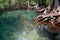 Swamp forest, Krabi, Thailand