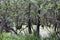 Swamp in the forest on southern Moravia