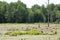 Swamp formed by a beaver dam in New Hampshire.