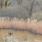 Swamp grass, standing water and woodland background, soft light