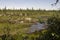 Swamp in the green meadow and forest far away. Marsh, bog,  morass, fen, backwater, mire, slough... Summer