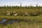 Swamp in the green meadow and forest far away. Marsh, bog,  morass, fen, backwater, mire, slough... Summer