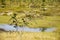 Swamp in the green meadow and forest far away. Marsh, bog,  morass, fen, backwater, mire, slough... Summer