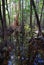 Swamp on Hinchinbrook Island