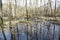 Swamp in Kampinos Forest