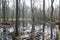 Swamp in Kampinos Forest