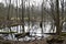 Swamp in Kampinos Forest