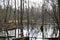 Swamp in Kampinos Forest