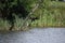 swamp lake with a cormorant on the tree