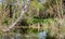 Swamp lake pond in the spring forest