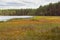 Swamp at lake shores beside pine tree forest. Nordic nature in summer