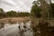 Swamp lake and trees in Jamestown, Virginia