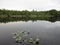 Swamp lake with water lilies and still water