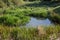 Swamp lands as a wetland