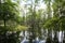 Swamp lands in South Carolina
