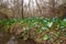 Swamp landscape, aquatic vegetation, swamp in Louisiana