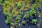 Swamp landscape, aquatic vegetation, swamp in Louisiana, USA