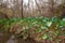 Swamp landscape, aquatic vegetation, swamp in Louisiana, USA