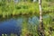 A swamp is a landscape area with excessive moisture, moisture-loving living ground cover, hydrosphere. Swamp science. Karelia,