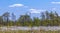 Swamp landscape with blooming Eriophorum vaginatum