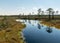 Swamp landscape with blue sky and water, traditional swamp plants, mosses and trees, bog in summer