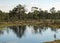 Swamp landscape with blue sky and water, traditional swamp plants, mosses and trees, bog in summer