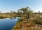 Swamp landscape with blue sky and water, traditional swamp plants, mosses and trees, bog in summer