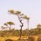 Swamp landscape, bog vegetation painted in autumn, grass, moss covers the ground, bog pines