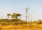 Swamp landscape, bog vegetation painted in autumn, grass, moss covers the ground, bog pines