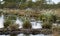 Swamp landscape with fluffy hareâ€™s-tail Cottongrass in the foreground, bog vegetation, Characteristic species in plant