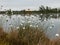 Swamp landscape with fluffy hareâ€™s-tail Cottongrass in the foreground, bog vegetation, Characteristic species in plant