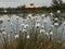 Swamp landscape with fluffy hareâ€™s-tail Cottongrass in the foreground, bog vegetation, Characteristic species in plant
