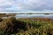 Swamp landscape Groene Jonker in Autumn, Nieuwkoopse Plassen in the Netherlands