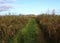 Swamp landscape Groene Jonker in Autumn, Nieuwkoopse Plassen in the Netherlands