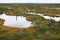 Swamp landscape with pine trees and ponds