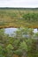 Swamp landscape with pine trees and ponds