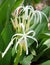 Swamp Lily