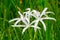 Swamp lily Crinum americanum flower closeup - Topeekeegee Yugnee TY Park, Hollywood, Florida, USA