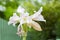 Swamp Lily flower