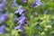 Swamp Lobelia sessilifolia, close-up violet-blue flowers