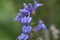 Swamp Lobelia sessilifolia, close-up of violet-blue flowers