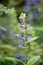 Swamp Lobelia sessilifolia, dark violet-blue flowers