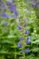 Swamp Lobelia sessilifolia, plant with violet-blue flowers