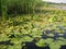 Swamp with lotus leaves