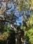 Swamp march land tour in the everglades surrounded by beautiful old trees near Orlando Florida