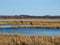 Swamp marsh grass golden against blue sky in springtime